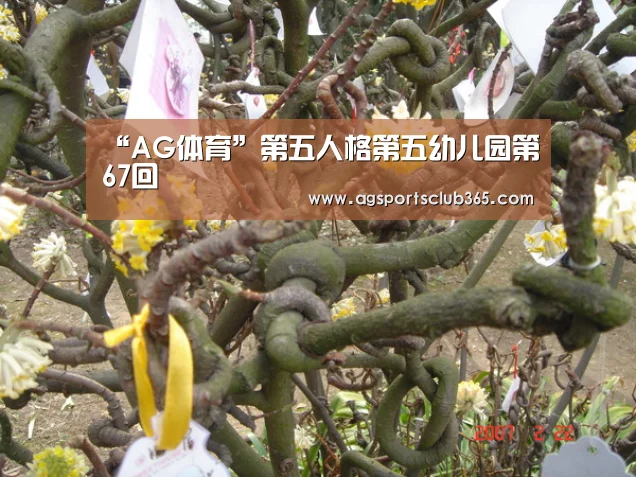 AG捕鱼